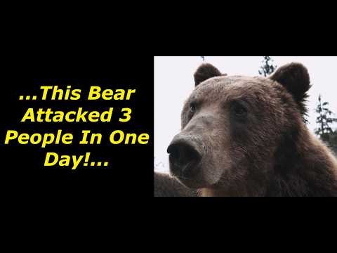 Scary Bear Attacks: 25 Minutes Of Dangerous Bear Attacks