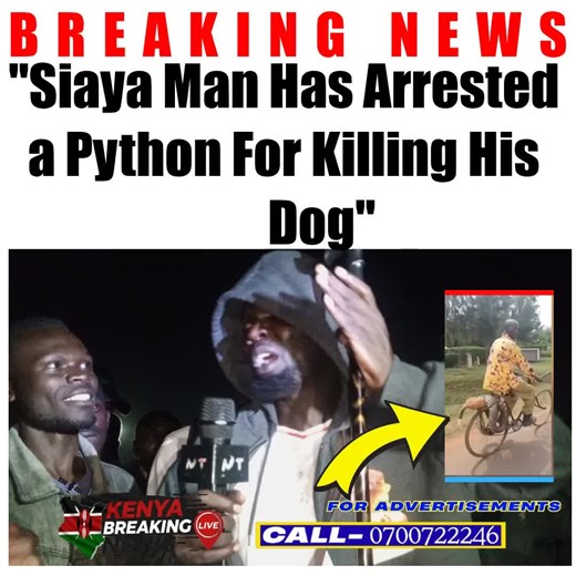 😂🐍 Omosh One Hour has left netizens in stitches after reacting to a bizarre incident from Siaya, where a man arrested a python snake and reportedly took it to the police station for killing his dog. Only in Kenya will a snake be treated like a prime suspect! The story has sparked laughter across social media, with Omosh’s reaction making it even more hilarious. From jokes about “recording a statement” to asking if the snake was put in custody, Kenyans are once again proving that humor is our c