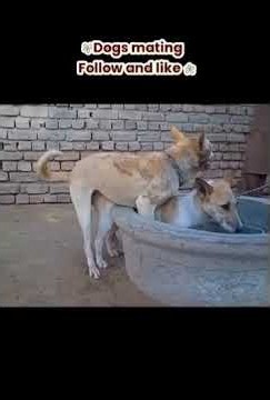 Dog Breeding Secrets | Understanding Dog Mating Behaviour