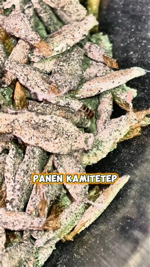 PANEN KAMITETEP DI RUMAHKU!