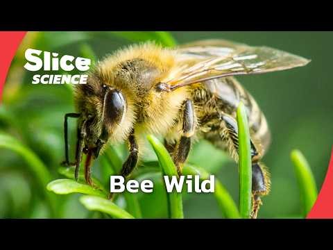 The Lost Dark Bee Of Europe | SLICE SCIENCE | FULL DOC