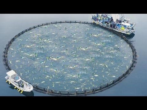 Inside Japan’s Unique Giant Fish Farming Methods