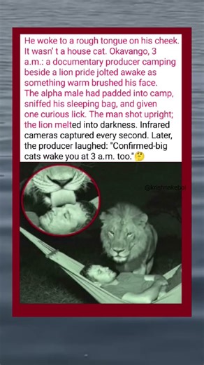 😱♥️Lion Wakes Documentary Producer at 3 a.m. #usa #shorts
