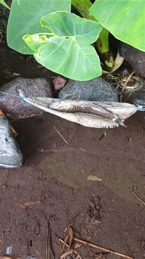 catching big snakehead fish - SNAKEHEAD FISH #shorts #fish #channa #viralvideo