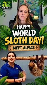Meet Alface the Sloth! | World Sloth Day 2026