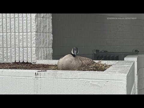 Man arrested for harassing goose in Milton