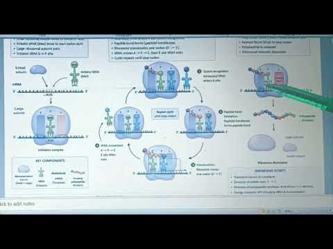 Translation, Gene Expression and Regulation Complete lecture 👍#csirnet2026#education#ytshorts#shorts