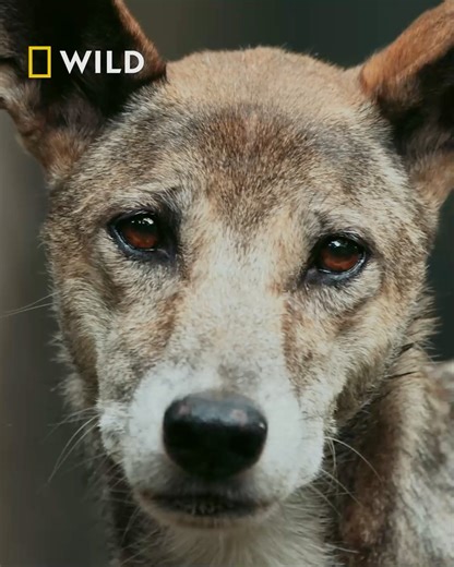 From the outback to the ocean, Australia’s animals are bold, bizarre and built to survive. From secretive forest dwellers and desert tough guys to a kaleidoscope of reef life, meet the creatures that thrive in one of the world’s most extreme environments and prove, Australia truly does things differently. Watch Aussie Rules, premiering Sunday 11th January at 7pm, on National Geographic WILD UK | National Geographic UK
