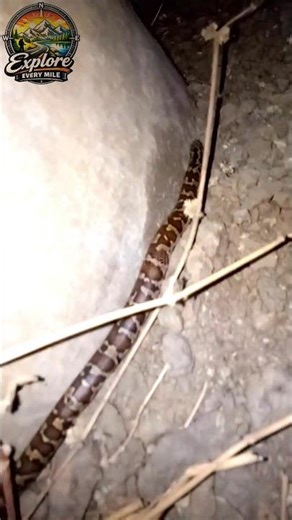 AJGAR (Python Snake)🐍😳😱Real Footage | Don’t Miss End