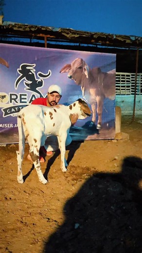 New entry aty farm #cow #1000subscriber #bull