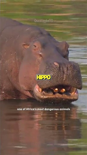 Hippo vs Crocodile… The Hippo Always Wins 🐊🦛