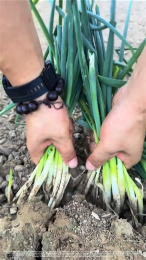 Green Onion Division and Propagation