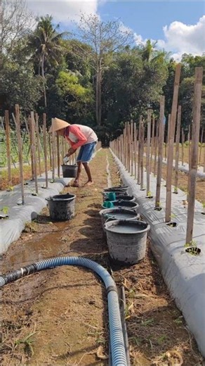 Smart techniques provide plant nutrition -Agriculture farming #shorts