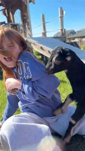 Goats on Pirate Island?! Adley and Niko try not to get bit!