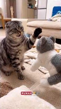 Cats Fighting, Funny Moments & The BIGGEST Surprise! 😱🐈 #CatFight #FunnyCats #CatShorts #CatsBeing