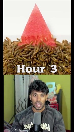 Mealworms vs Watermelon: 10-Hour Time-lapse!