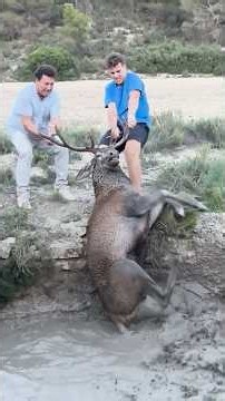 Massive Stag Gets Trapped In A Well