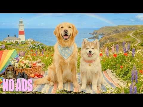 12 Hours of Dog TV for Dogs to Watch 🐶Dog Entertainment with Soft Music to Reduce Stress & Boredom