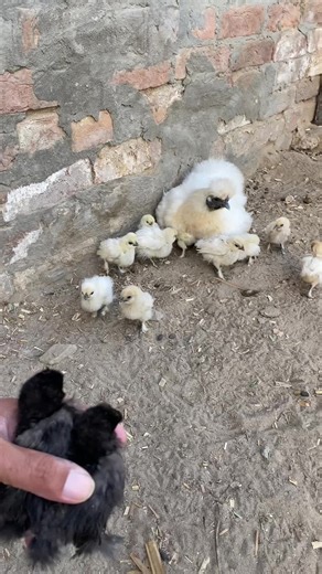 How to Raise Silky Chicks in a Mini Zoo Setting