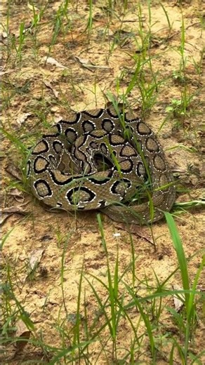 Russell’s Viper in the Wild – A Deadly Presence #naturelovers #snake #animals #snakevideo