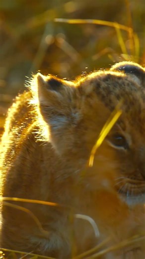 Stunning 16K HDR OLED | 120fps Dolby Vision #HDR #OLED