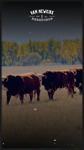 Van Newkirk Hereford Bulls on Instagram: "Strong -consistent genetics doesn’t happen overnight. It takes generations of breeding and culling. Joe and Kolby call it “ratcheting “ up the great traits. You can’t just laser focus in on one-or 2 traits or EPDs, or you could lose fertility, structural correctness, or maternal. It’s a process thru the years of selecting and breeding for consistent quality in every facet of the cowherd and hence onto the bulls they raise. We don’t breed for 1 hit wonder