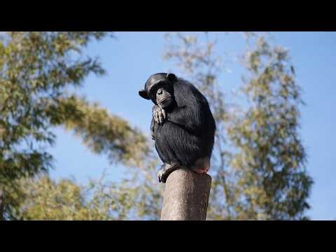 Chimpanzee Civil War: What We Can Learn | chimp | conflict | science news