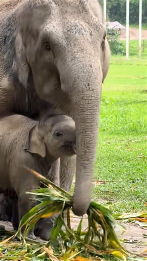 Mom Elephant Just Wants to Eat in Peace! 🐘😂 #babyelephant #elephant #cuteanimal #wildlife #shorts