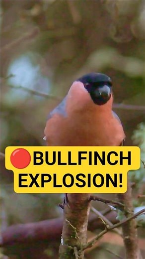 Bullfinch Explosion! 🔴 Slow Motion #shorts