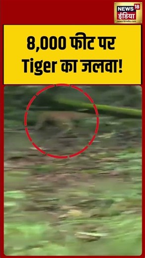 Tiger Viral VIdeo: 8,000 फीट पर Tiger का जलवा! | #viralvideo #viralnews #shorts