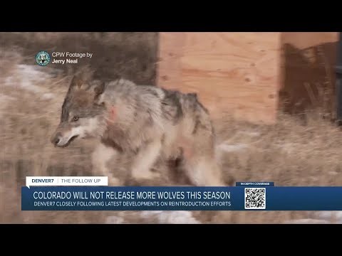 Colorado has no plans to reintroduce more gray wolves this winter, state wildlife officials announce