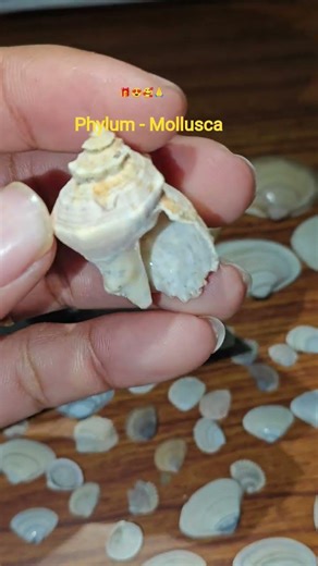 ZOOLOGY ...😍🐌🦪 # Mollusca