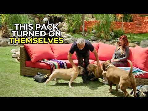 When a Family Pack Turns Dangerous | Better Human Better Dog | S03E01