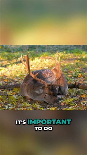 Identifying Fallow vs Sika Deer #shorts