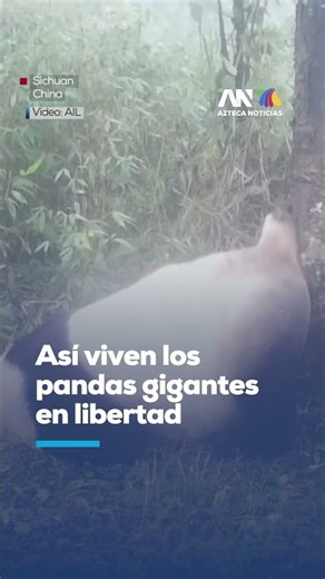 Captan a pandas gigantes en libertad marcando territorio en China