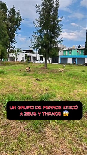 Un grupo de perros se aventó contra Zeus y Thanos 😱 #perros #educacioncanina #entrenamientocanino #canecorso