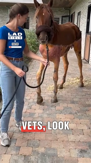 Caring for sick horses is a tough job! 🐴🩺 | LADbible