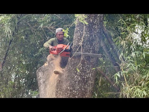 High Stakes Logging! Felling 2 Dangerous Trees with Zero Help!