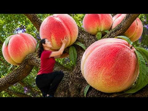 Harvesting Giant Monkey King Peaches High in the Sky | Sold Cheap to Poor Villagers Fast