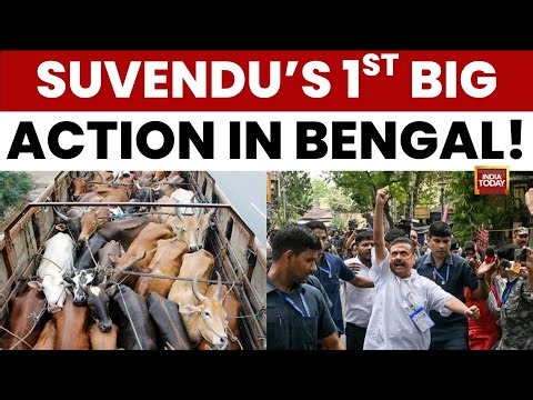 Bengal News: Suvendu Adhikari Orders Crackdown On Illegal Cattle Transport And Unlicensed Markets