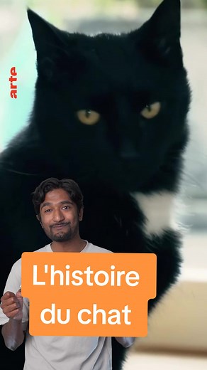 Mais pourquoi les humains et les chats sont félins pour l'autre ? « Le monde secret des chats », un documentaire ARTE 🐈 #apprendresurtiktok #animals