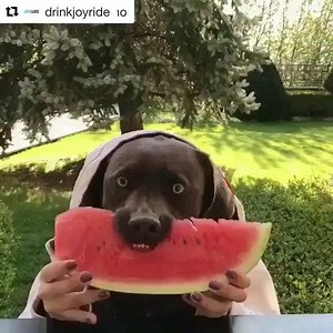 13 reactions · 3 comments | ❤️ #Repost @drinkjoyride with...