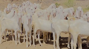 Sajawal Goat Farm on Reels