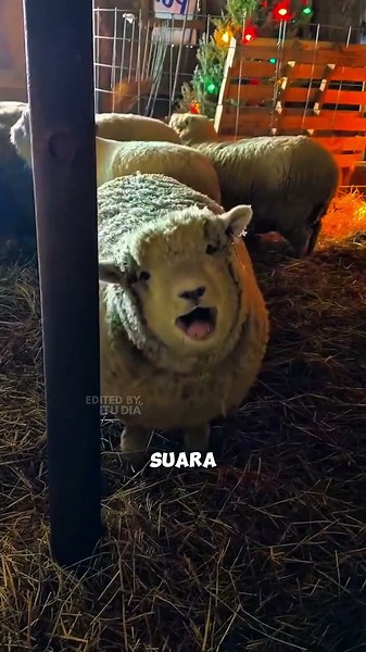 kenapa suara kambing dan domba berbeda