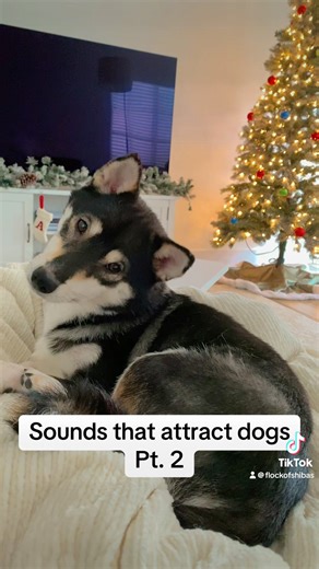 #dogsound #petsounds #soundsthatattractdogs #dogsoundvideo #headtilt #headtiltcheck #sounds #dog