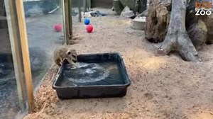 1.6K views · 137 reactions | Splish splash splosh  What better way to enjoy the day than a splash in the pool! ☀️  Volunteer Becky | Dartmoor Zoological Society | Facebook