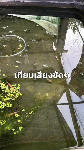 เสียงจากไมค์gocheck Ultra S25 #ไมค์GoChek #GoChekUltraS25 #ไมค์ไร้สาย #ไมค์ติดปกเสื้อ #ไมค์ไลฟ์สด