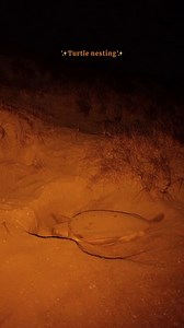 🐢Turtle nesting season is in full swing! This incredible moment at #EightyMileBeach, captured by @ourcoastinglife, shows a turtle laying her eggs and carefully covering them with sand.🥹 Flatback turtles nest in this region from November to December, with hatchlings emerging February to March. Remember to always follow the Turtle Code of Conduct when observing turtle nesting: 🐢No Glow: turtles are easily distracted by lights, use the moon to light your way. No flash photography at any time. 🐢