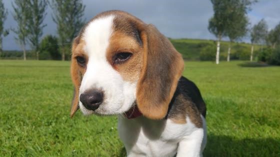 Beagle puppy barks and cries for attention in cutest ways
