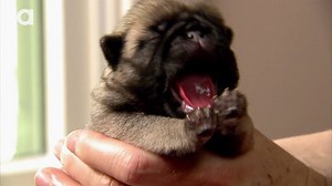 Everything You Need To Know About The Adorable Pug! | Animalist